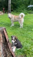 Crystal, a female Bernese Mountain Dog and Alaskan Husky for sale in Raphine, VA – 3 of 3