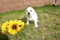 Kane, a male Labrador Retriever for sale in Grantsburg, WI – 2 of 10