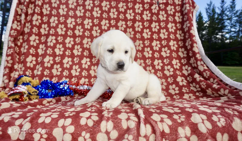 Sophia – Labrador Retriever puppy for sale in Grantsburg, WI