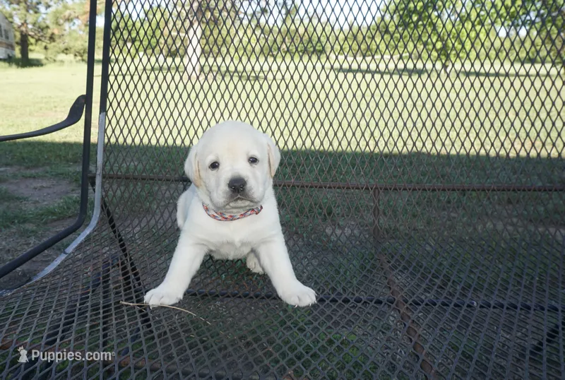 Rose – Labrador Retriever puppy for sale in Grantsburg, WI