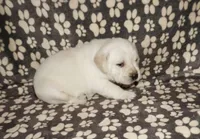 Ada, a female Labrador Retriever for sale in Grantsburg, WI – 6 of 10