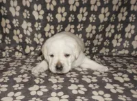 Ada, a female Labrador Retriever for sale in Grantsburg, WI – 2 of 10