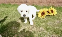Kaleb, a male Labrador Retriever for sale in Grantsburg, WI – 8 of 10