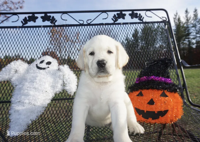 Ash – Labrador Retriever puppy for sale in Grantsburg, WI