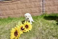 Kenji, a male Labrador Retriever for sale in Grantsburg, WI – 8 of 10