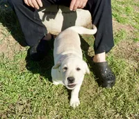 Kane on sale now, a male Labrador Retriever for sale in Grantsburg, WI – 7 of 10
