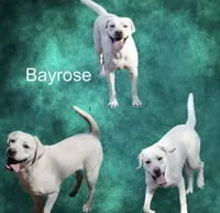 Blanche, a female Labrador Retriever for sale in Grantsburg, WI – 8 of 9