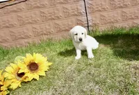 Kenji, a male Labrador Retriever for sale in Grantsburg, WI – 6 of 10