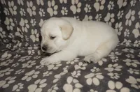 Ash, a male Labrador Retriever for sale in Grantsburg, WI – 3 of 10
