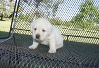 Dorothy, a female Labrador Retriever for sale in Grantsburg, WI – 2 of 9