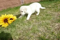 Kane, a male Labrador Retriever for sale in Grantsburg, WI – 5 of 10