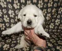 Ash, a male Labrador Retriever for sale in Grantsburg, WI – 4 of 10