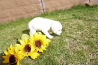 Keanu, a male Labrador Retriever for sale in Grantsburg, WI – 6 of 10