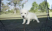 Sophia, a female Labrador Retriever for sale in Grantsburg, WI – 5 of 9