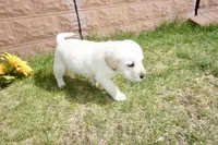 Kaiden, a male Labrador Retriever for sale in Grantsburg, WI – 8 of 10