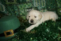 Alvin, a male Labrador Retriever for sale in Grantsburg, WI – Photo 5 of 10