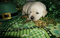 Alvin, a male Labrador Retriever for sale in Grantsburg, WI – Photo 6 of 10