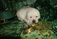 Alvin, a male Labrador Retriever for sale in Grantsburg, WI – Photo 7 of 10