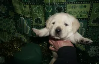 Alvin, a male Labrador Retriever for sale in Grantsburg, WI – Photo 3 of 10