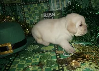 Alvin, a male Labrador Retriever for sale in Grantsburg, WI – Photo 1 of 10