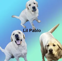 Alvin, a male Labrador Retriever for sale in Grantsburg, WI – Photo 10 of 10