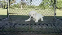Rose, a female Labrador Retriever for sale in Grantsburg, WI – 7 of 10