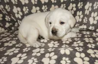Ada, a female Labrador Retriever for sale in Grantsburg, WI – 7 of 10