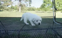Blanche, a female Labrador Retriever for sale in Grantsburg, WI – 2 of 9