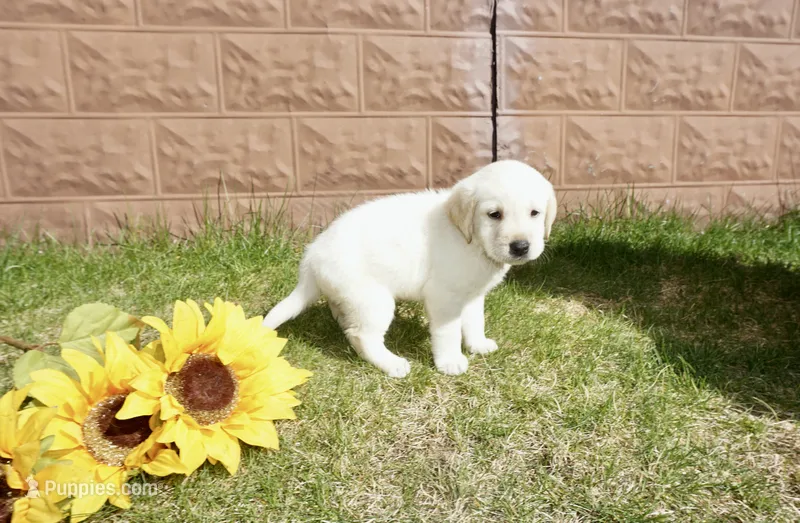 Kenji – Labrador Retriever puppy for sale in Grantsburg, WI