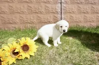 Kenji, a male Labrador Retriever for sale in Grantsburg, WI – 1 of 10