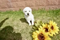 Kaiden, a male Labrador Retriever for sale in Grantsburg, WI – 2 of 10