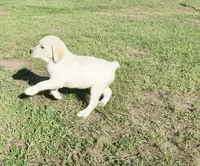 Kane on sale now, a male Labrador Retriever for sale in Grantsburg, WI – 5 of 10