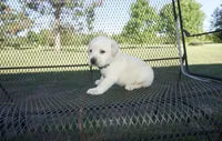 Sophia, a female Labrador Retriever for sale in Grantsburg, WI – 7 of 9