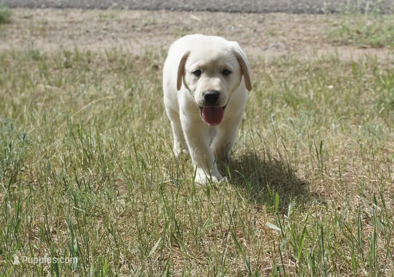 Kane – Labrador Retriever puppy for sale in Grantsburg, WI