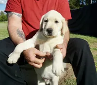 Kane on sale now, a male Labrador Retriever for sale in Grantsburg, WI – 2 of 10