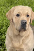 Kenji, a male Labrador Retriever for sale in Grantsburg, WI – 10 of 10