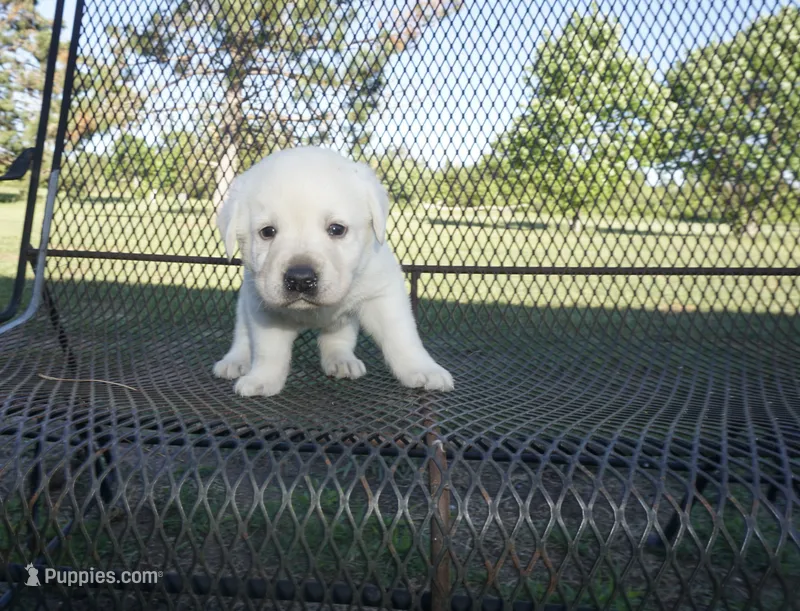 Blanche – Labrador Retriever puppy for sale in Grantsburg, WI