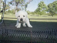 Blanche, a female Labrador Retriever for sale in Grantsburg, WI – 1 of 9