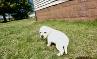 Kaleb, a male Labrador Retriever for sale in Grantsburg, WI – 6 of 10
