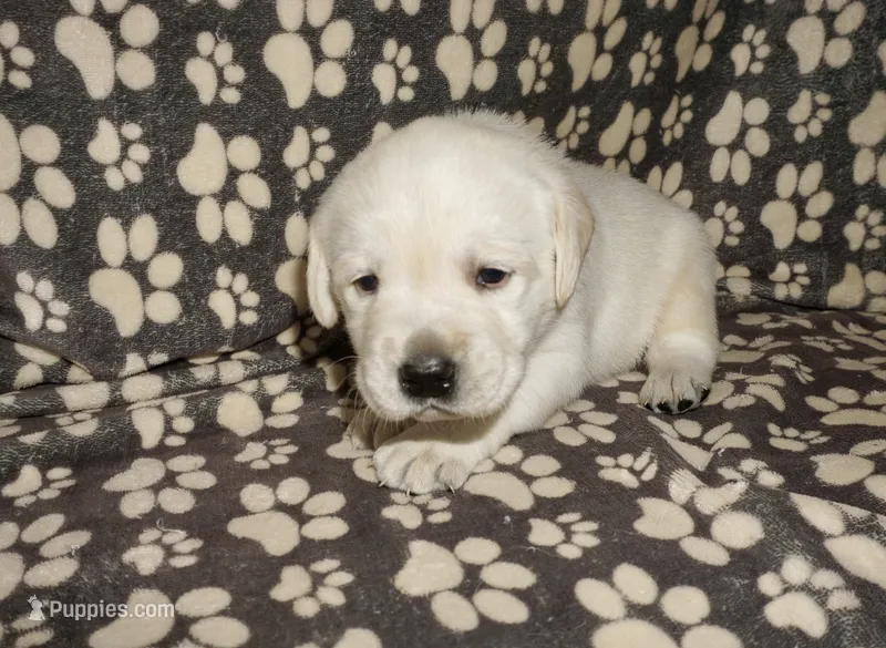 Ash – Labrador Retriever puppy for sale in Grantsburg, WI
