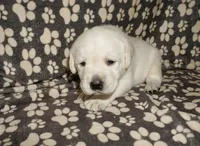 Ash, a male Labrador Retriever for sale in Grantsburg, WI – 1 of 10