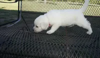 Blanche, a female Labrador Retriever for sale in Grantsburg, WI – 3 of 9