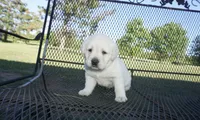 Dorothy, a female Labrador Retriever for sale in Grantsburg, WI – 5 of 9