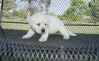 Dorothy, a female Labrador Retriever for sale in Grantsburg, WI – 7 of 9