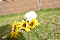 Keanu, a male Labrador Retriever for sale in Grantsburg, WI – 4 of 10