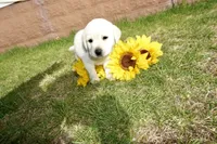 Kane, a male Labrador Retriever for sale in Grantsburg, WI – 4 of 10