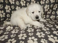 Ash, a male Labrador Retriever for sale in Grantsburg, WI – 6 of 10