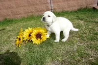 Kane, a male Labrador Retriever for sale in Grantsburg, WI – 7 of 10