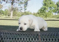 Sophia, a female Labrador Retriever for sale in Grantsburg, WI – 2 of 9