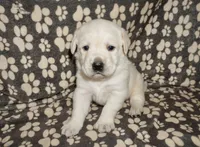Ash, a male Labrador Retriever for sale in Grantsburg, WI – 5 of 10